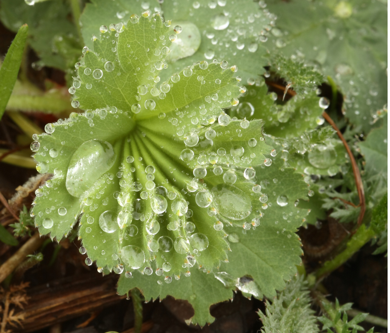 Wassertropfen wie Perlen