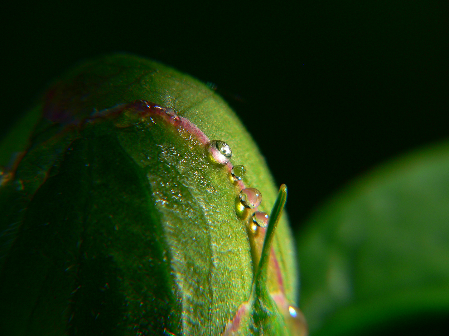 Wassertropfen,Pfingstrose,