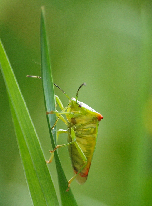 Wassertropfenschlürfer