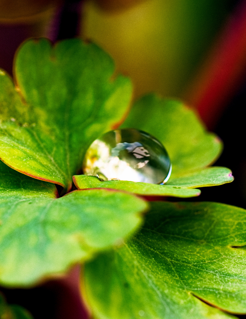 Wassertropfenselbstportrait