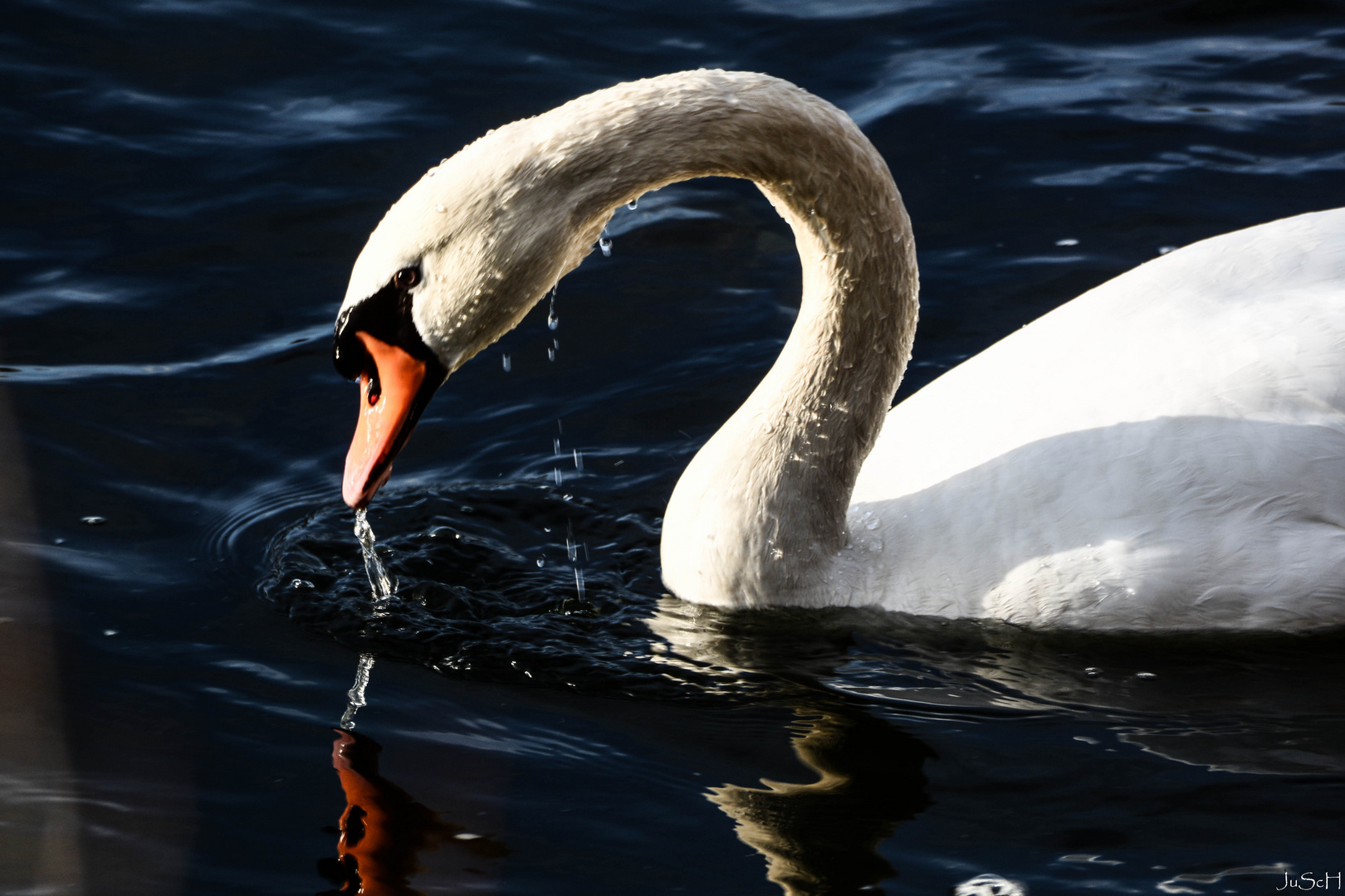 Wassertropfenübung mit dem treuen Schwan