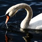 Wassertropfenübung mit dem treuen Schwan