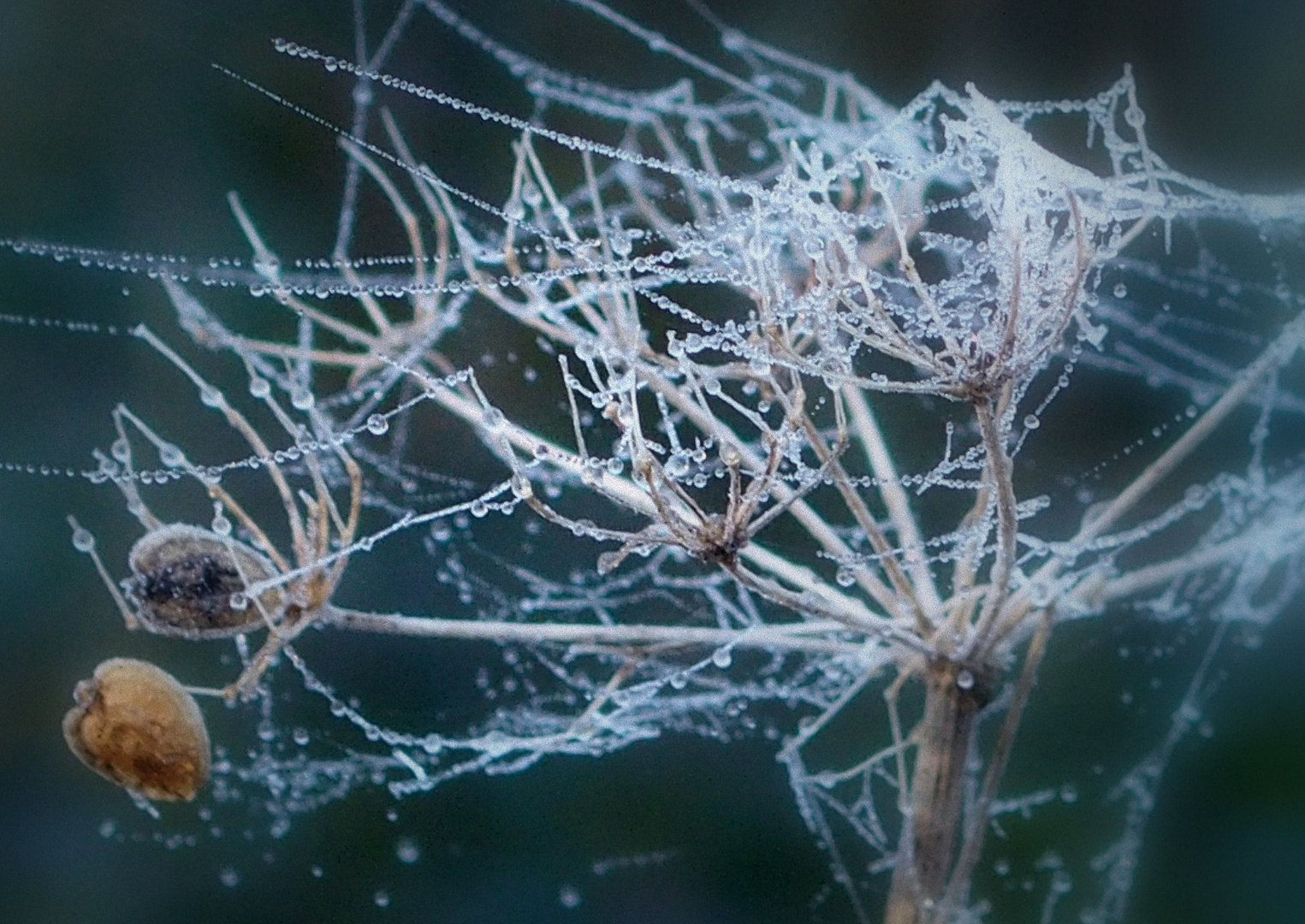 Wassertropfenwinterwunderland