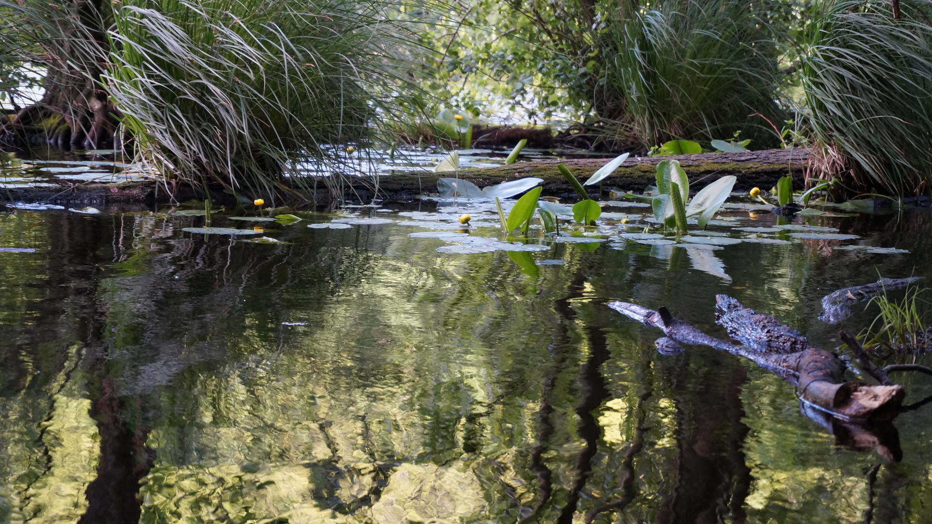 Wassertümpel auf Rügen