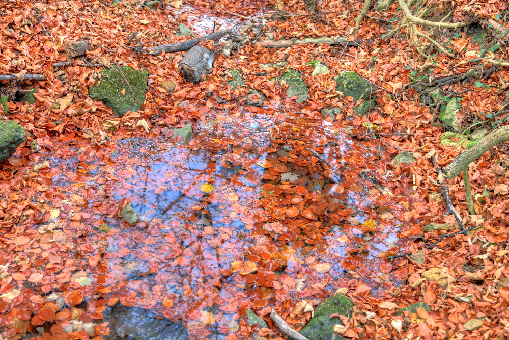 Wassertuempel im Herbstwald