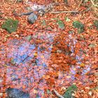 Wassertuempel im Herbstwald