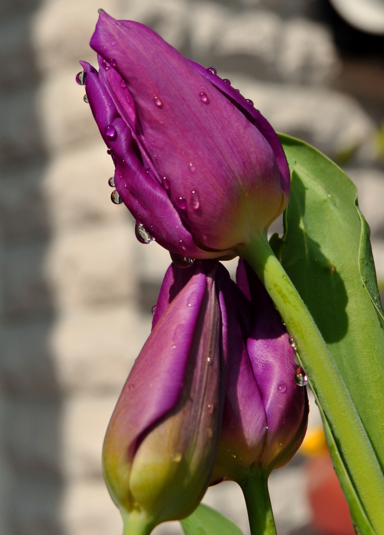 Wassertulpe