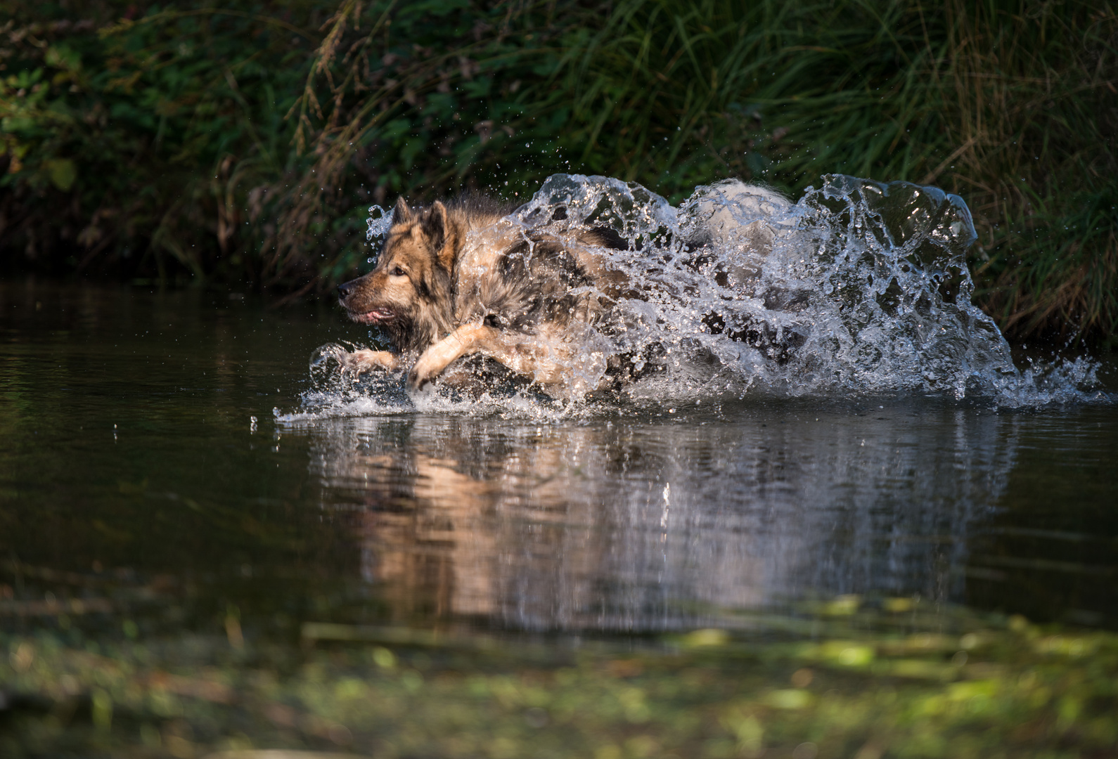 Wassertunnelläufer