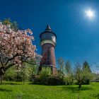 wasserturm pinneberg tulpenbaum