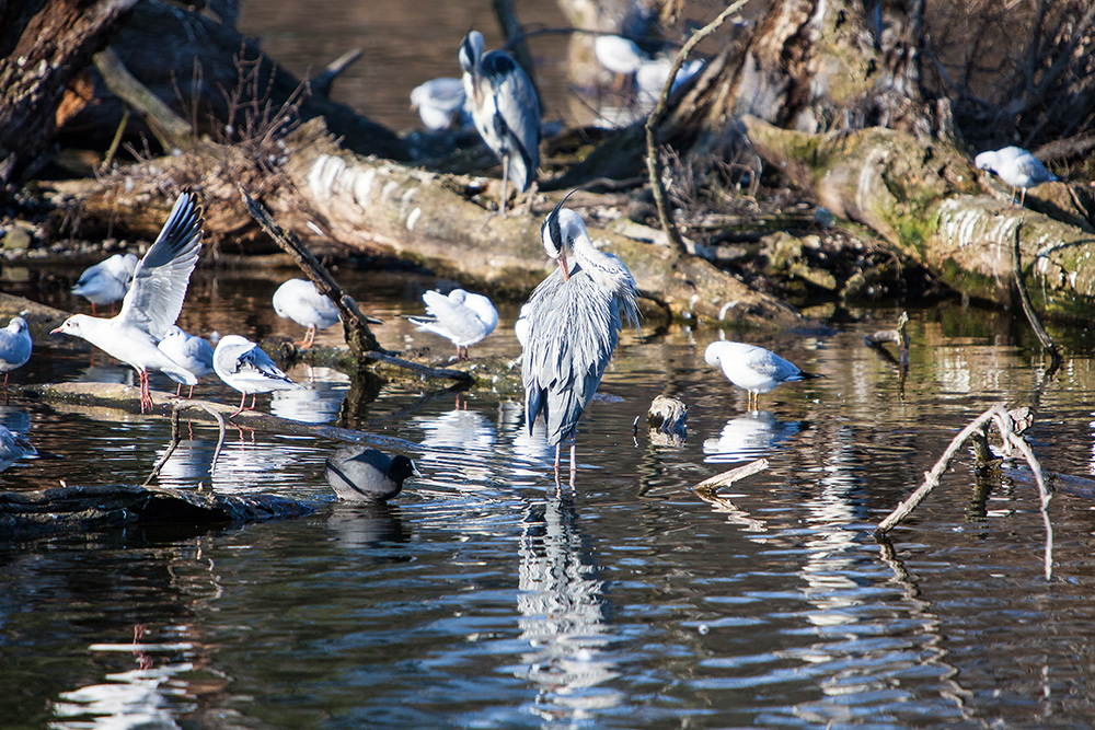 Wasservögel