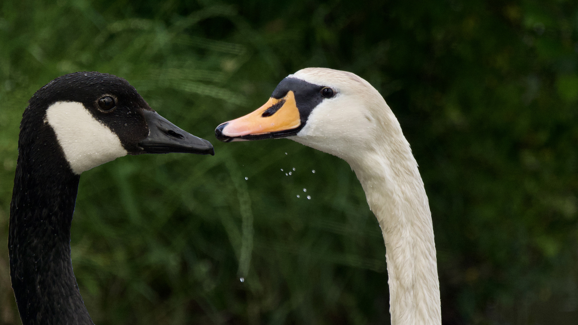 Wasservögel