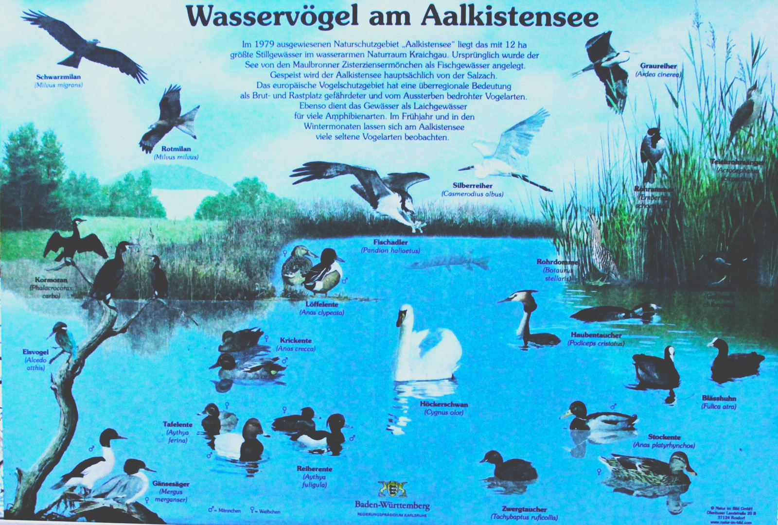 Wasservögel am Aalkistensee