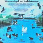 Wasservögel am Aalkistensee