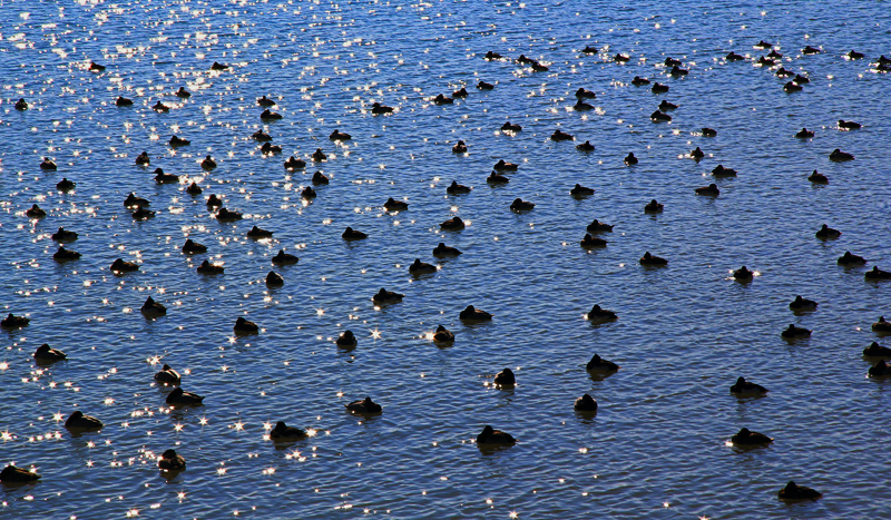 Wasservögel am Bodensee