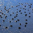 Wasservögel am Bodensee