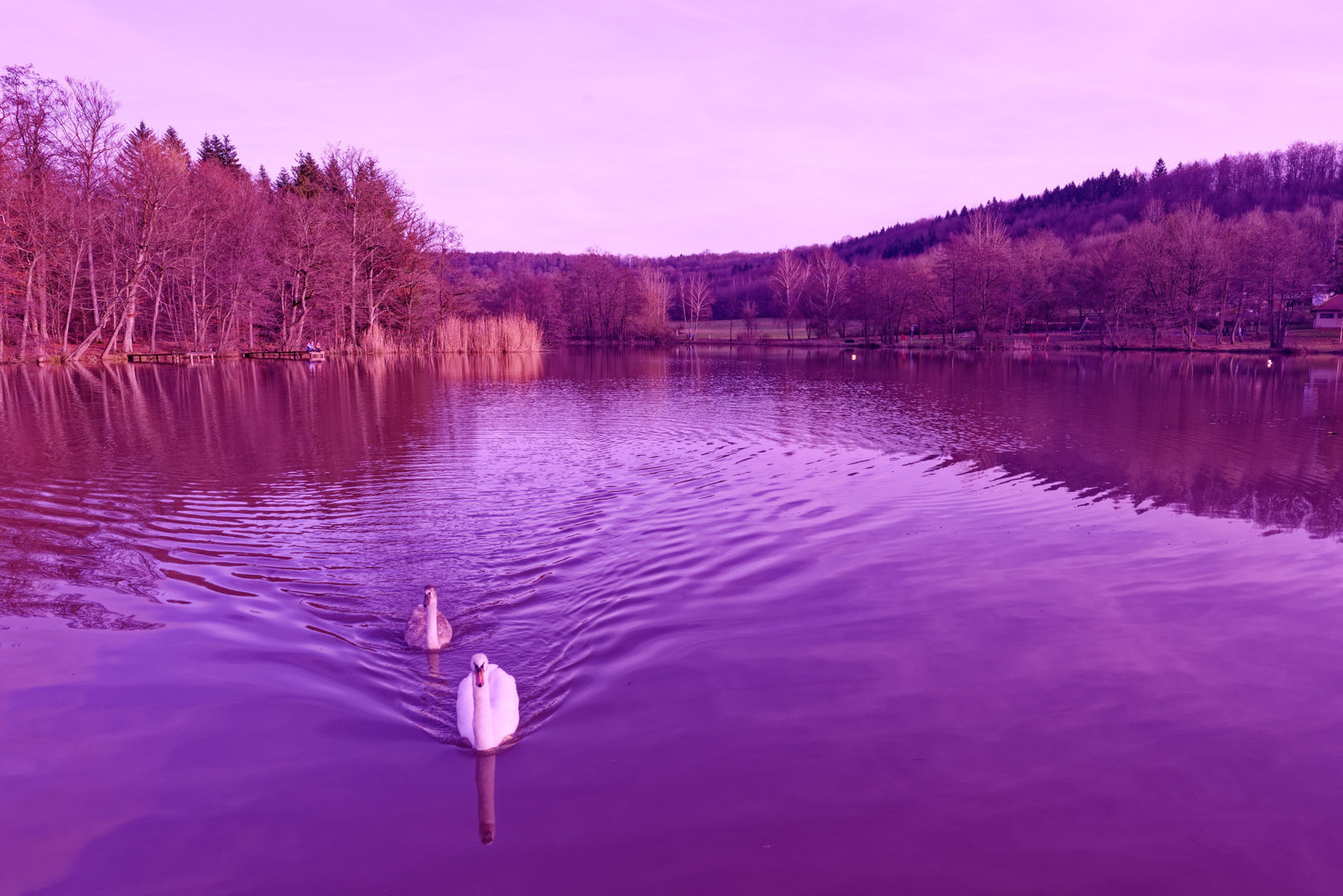 Wasservögel am Neumühlsee Nähe Schwäbisch Hall