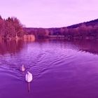 Wasservögel am Neumühlsee Nähe Schwäbisch Hall