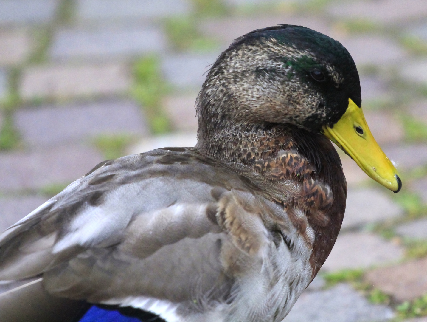 Wasservögel am Schloss Raesfeld