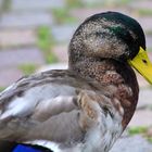 Wasservögel am Schloss Raesfeld