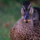 Wasservögel am Schloss Raesfeld