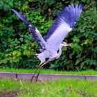 Wasservögel am Schloss Raesfeld