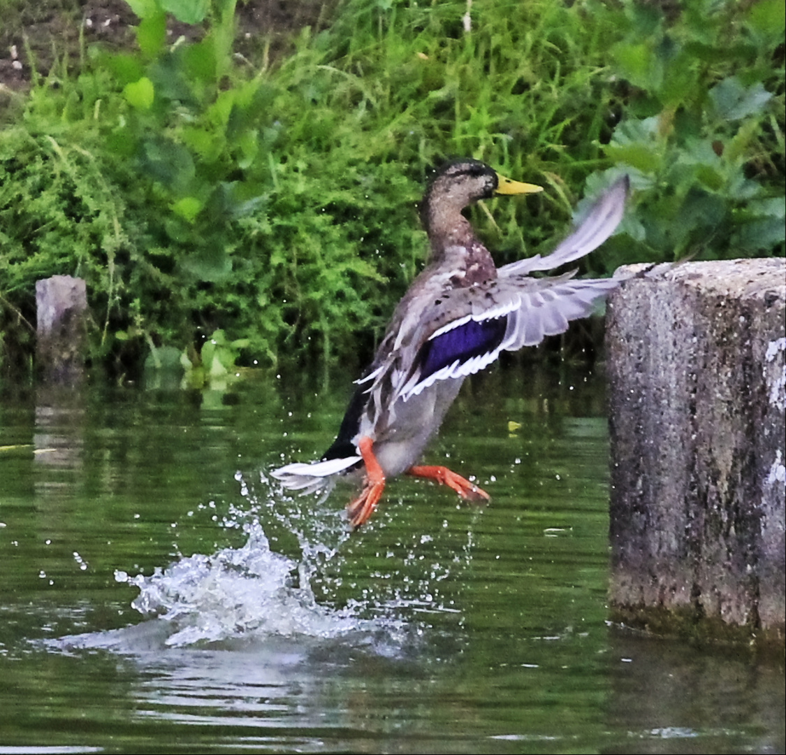 Wasservögel am Schloss Raesfeld