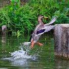 Wasservögel am Schloss Raesfeld