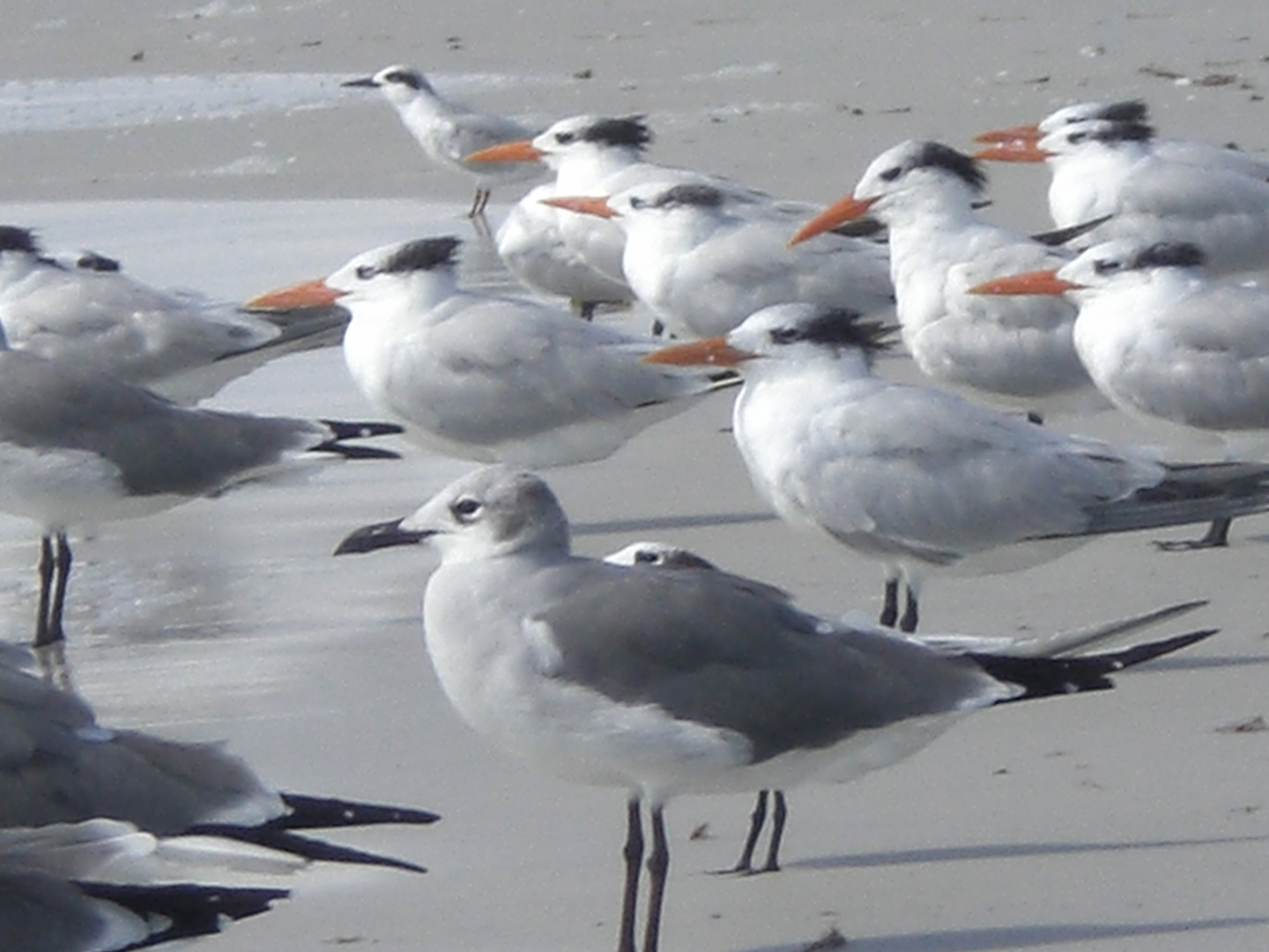 Wasservögel am Strand