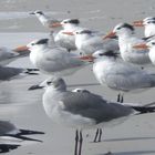 Wasservögel am Strand