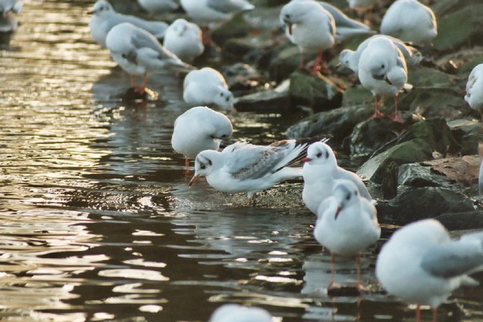 Wasservögel am Teich im Rombergpark, Dortmund