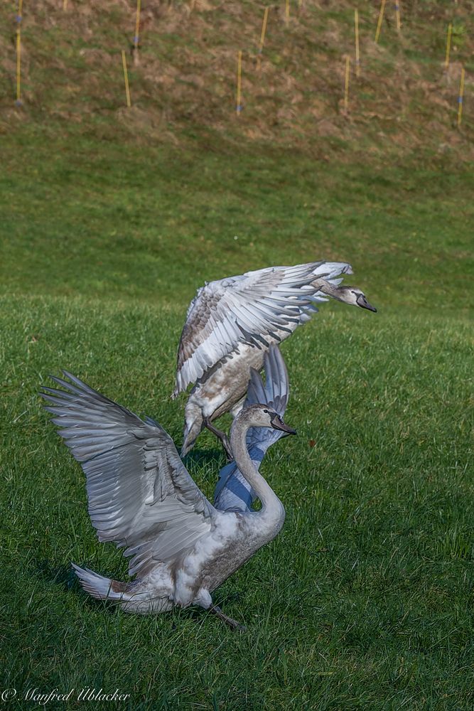 Wasservögel an ...