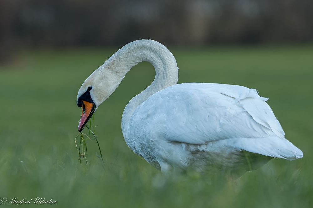 Wasservögel an ...