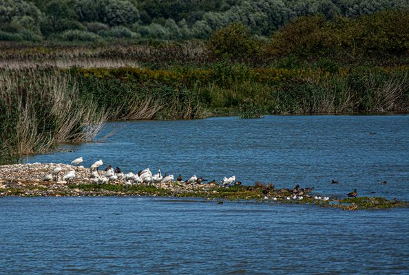 Wasservögel an der Seine