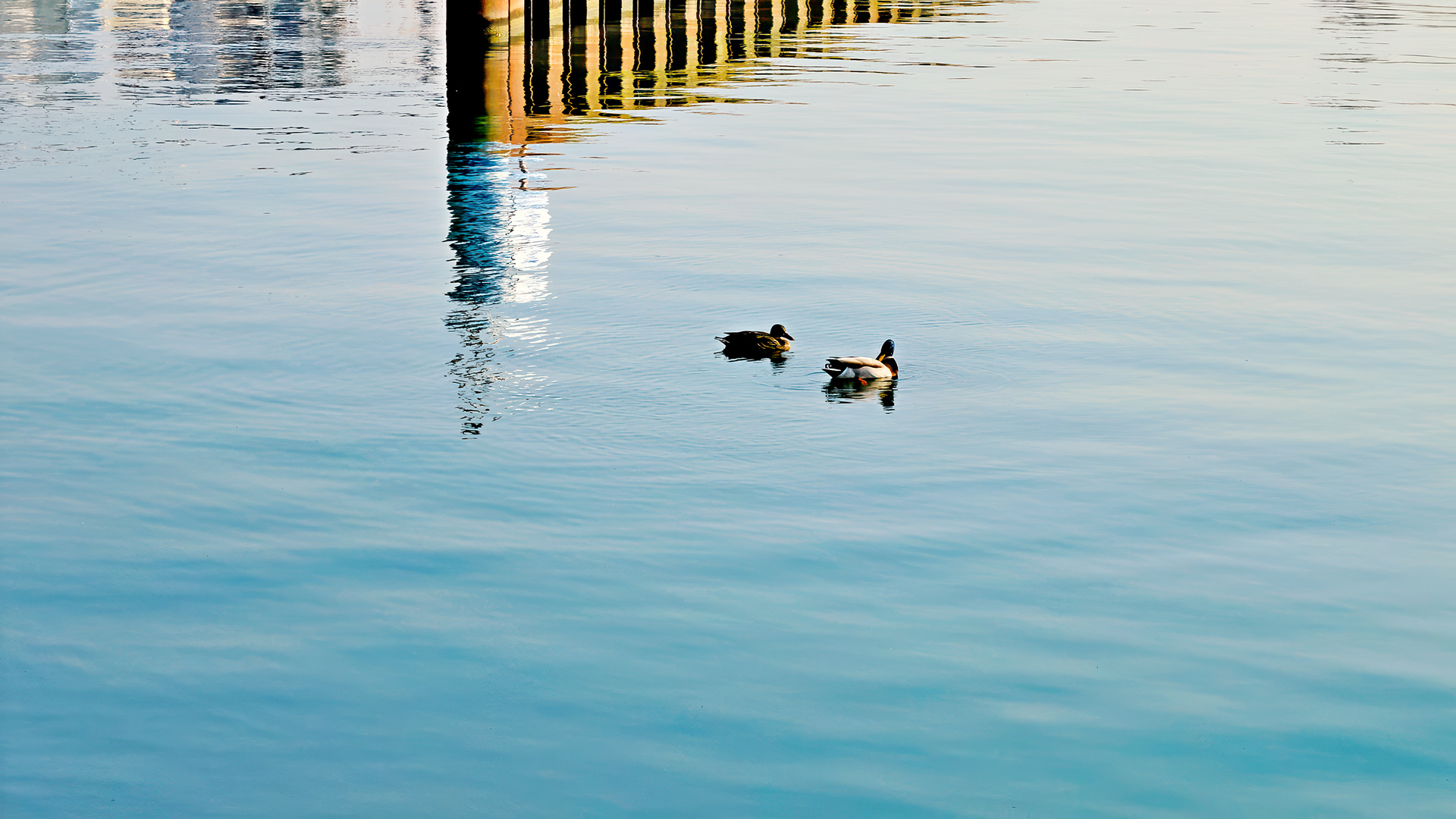 Wasservögel auf dem Rhein