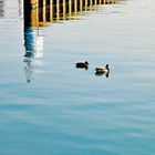 Wasservögel auf dem Rhein