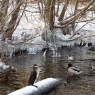 Wasservögel auf dem Werbellinsee