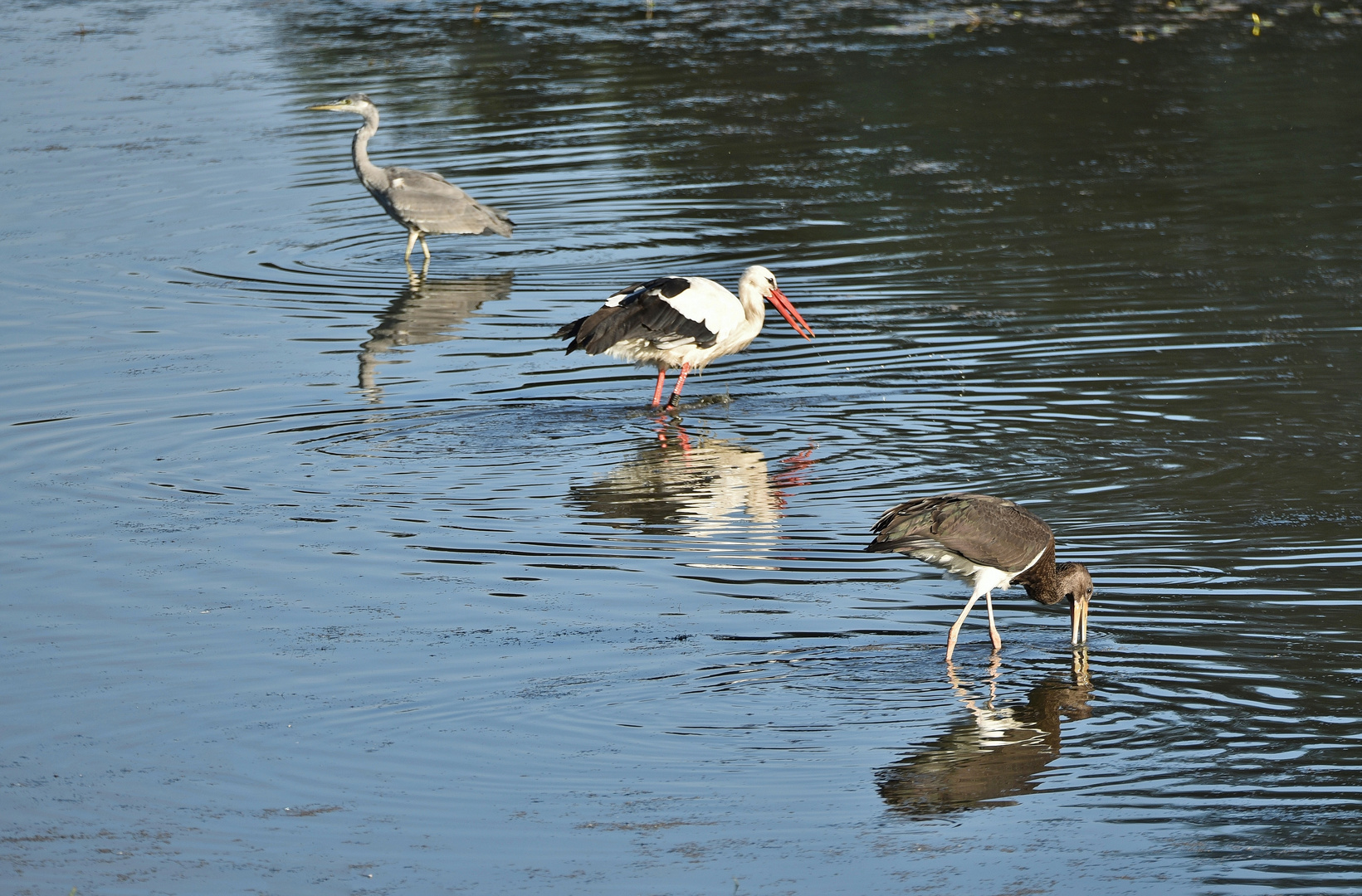 Wasservögel beim Fischen