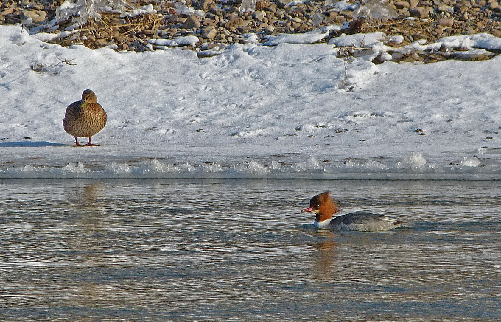 Wasservögel - Eisweser 2012