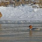 Wasservögel - Eisweser 2012