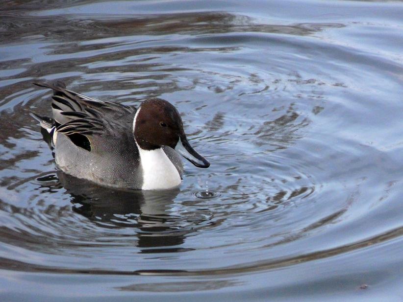 Wasservögel - Enten