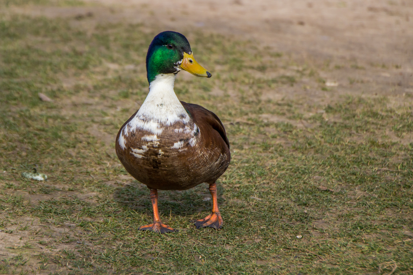 Wasservögel