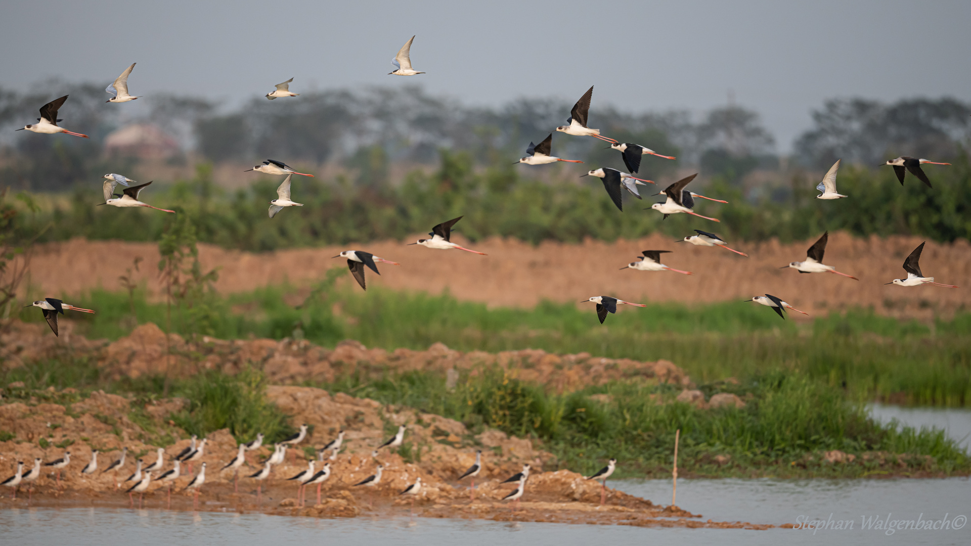 Wasservögel im Außenbezirk Phnom Penh