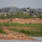 Wasservögel im Außenbezirk Phnom Penh