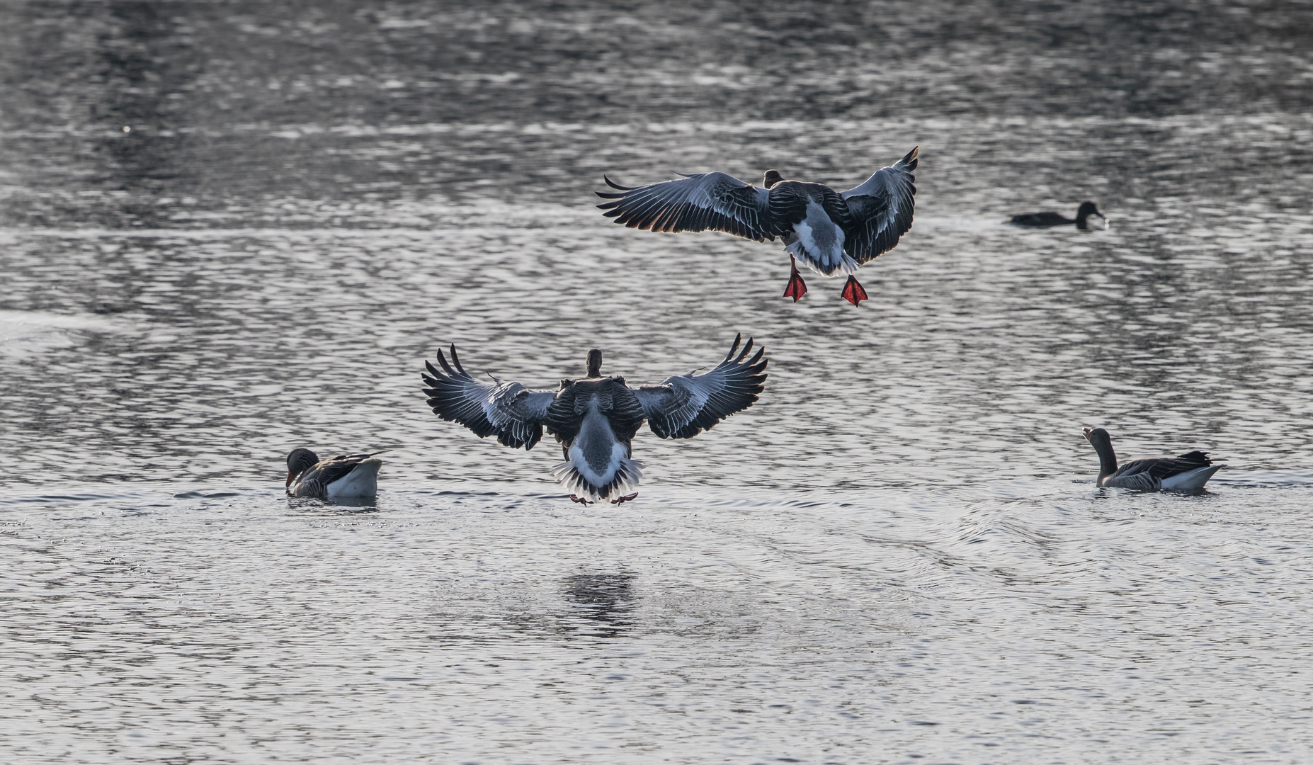 Wasservögel im Landeanflug
