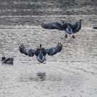 Wasservögel im Landeanflug