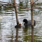 Wasservögel im langen Wasser #2