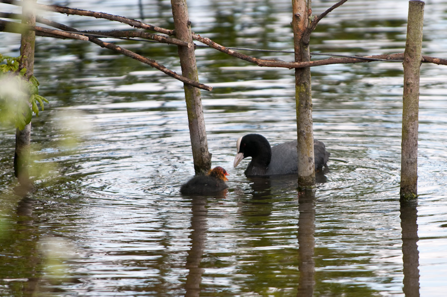 Wasservögel im langen Wasser #2