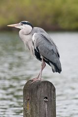 Wasservögel im langen Wasser