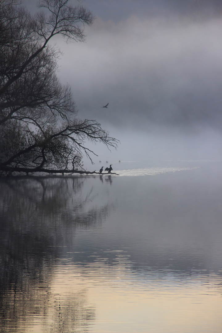 Wasservögel im Nebel