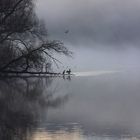 Wasservögel im Nebel